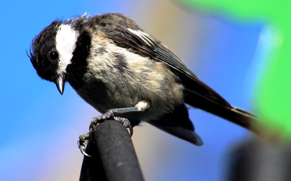 Black-capped chickadee