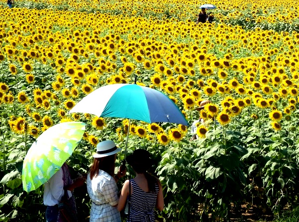 Sunflower Farm