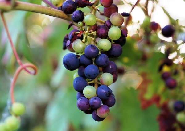 Fresh Grapes