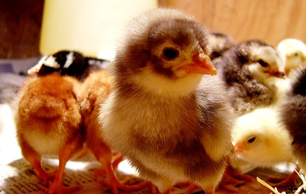 Cute Chicks