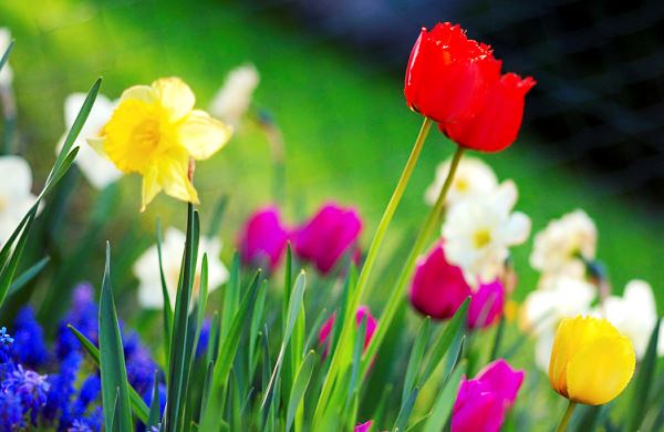 Spring Flowers