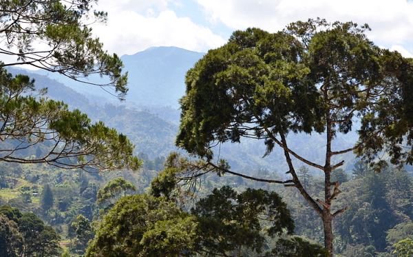 Papua New Guinea Trees