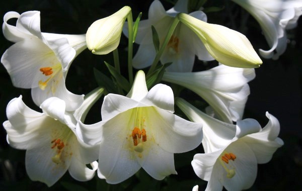 White Lilies