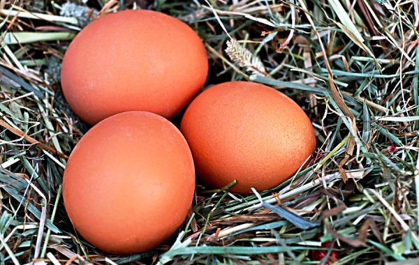 Chicken Eggs