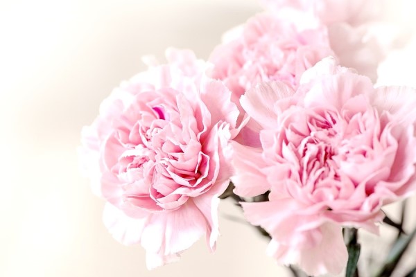 Pink Carnations