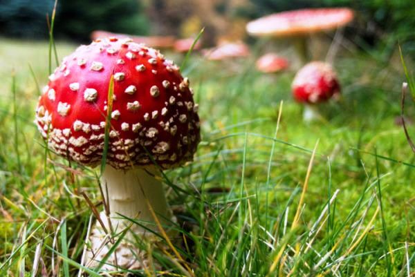 Poison Amanita Mushrooms