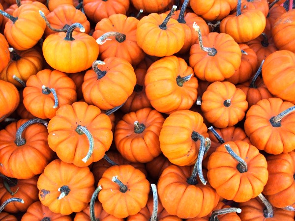 Pumpkins Overload