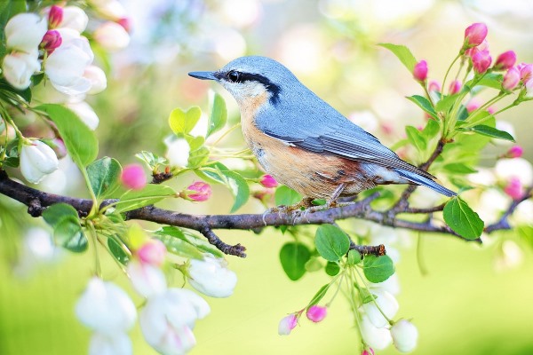 Nature in Spring