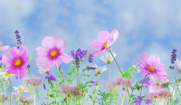 Fresh Spring Flowers