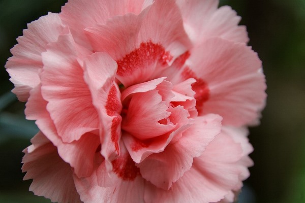 Pink Carnation